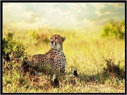 Gepard, Trawy